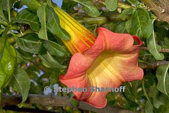 brugmansia sanguinea 3 graphic